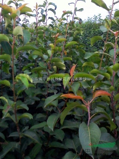山東臨沂杏樹苗