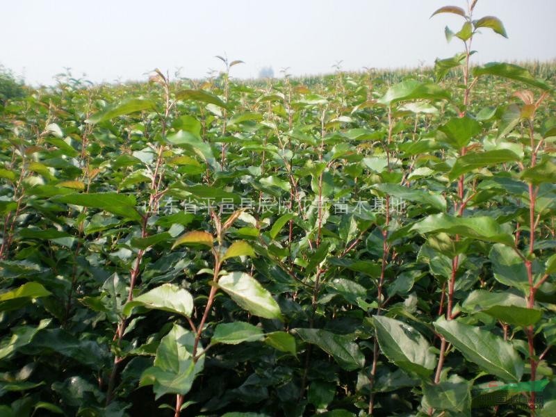 1.5公分甜茶苗