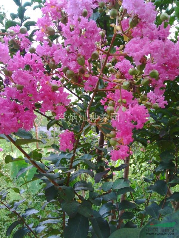 長(zhǎng)沙岳麓區(qū)含浦社區(qū)九江  高樁紫薇