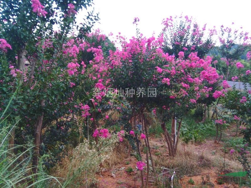 長(zhǎng)沙岳麓區(qū)含浦社區(qū)九江  高樁紫薇
