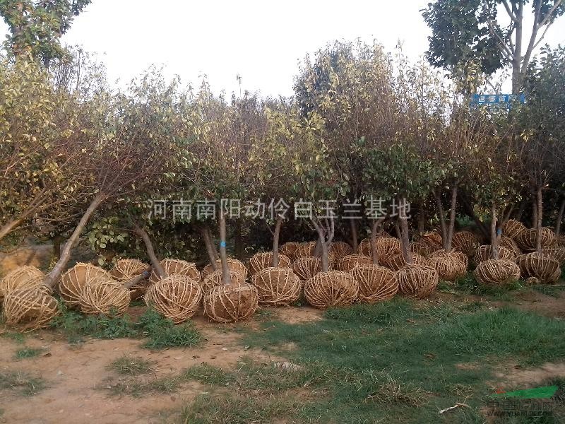 供應(yīng).五角楓.北欒樹.白玉蘭.廣玉蘭.七葉樹.木瓜.