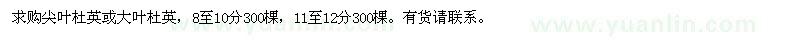 求購尖葉杜英、大葉杜英