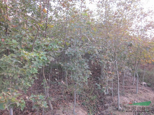 江西楓香圖片\江西楓香報(bào)價(jià)