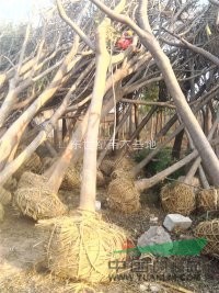 10cm原生合歡10cm假植合歡10cm半冠合歡山東報價