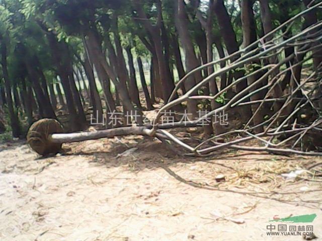 12cm原生合歡12cm帶帽合歡12cm合歡樹(shù)報(bào)價(jià)