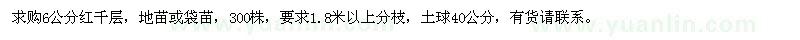 求購6公分紅千層