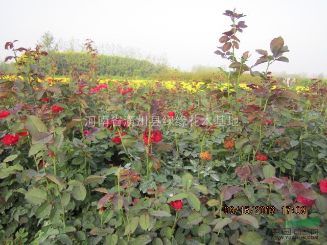 紅帽月季產(chǎn)地，紅帽月季價(jià)格，紅帽月季圖片