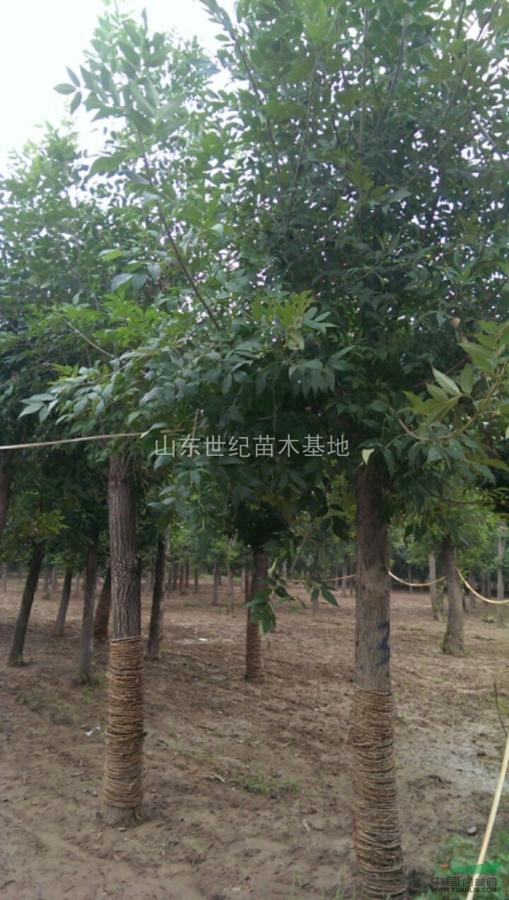 帶帽白蠟山東工程白蠟15-20公分價格