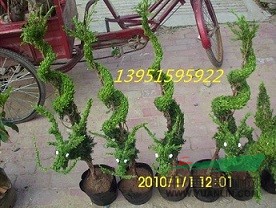 大量批發(fā)多種黑麥草種子高羊茅種子早熟禾種子速遞全國