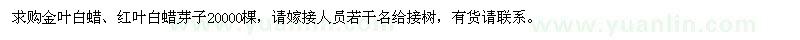 求購(gòu)金葉白蠟、紅葉白蠟芽子