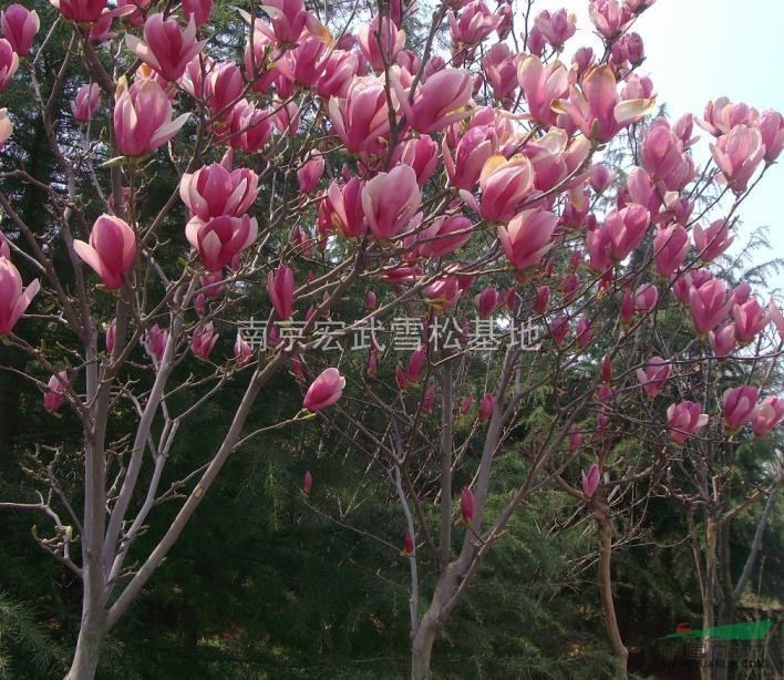 白玉蘭價格，白玉蘭花，白玉蘭應(yīng)用