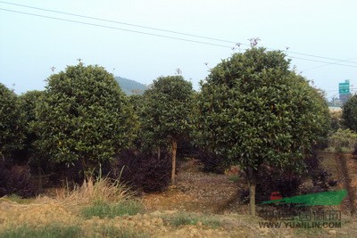 供應(yīng)湖南紅花繼木、羅漢松、桂花