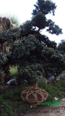 供應(yīng)湖南紅花繼木、羅漢松、桂花