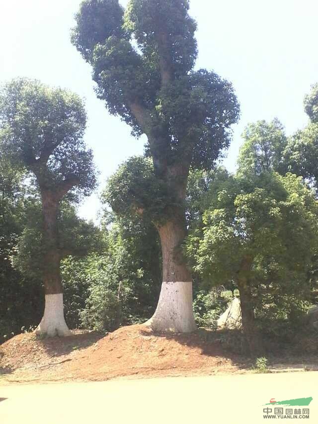 湖南移栽香樟價格