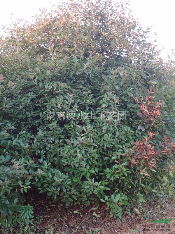 南京地區(qū)大量供應紅葉石楠（高桿、多枝）
