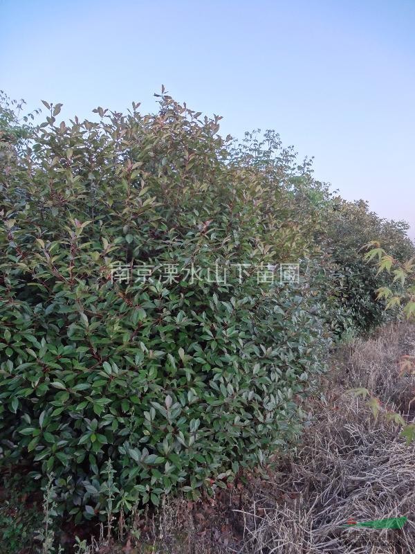 南京地區(qū)大量供應紅葉石楠（高桿、多枝）