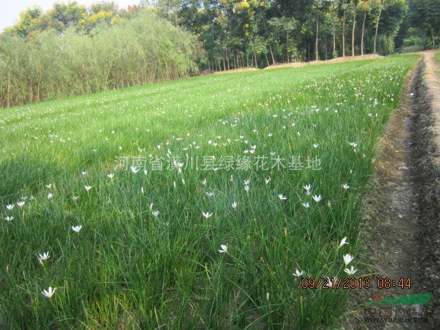 蔥蘭，河南蔥蘭種植基地，供應(yīng)優(yōu)質(zhì)紅花蔥蘭產(chǎn)地、價格、效果圖片