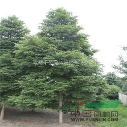 楨楠苗木湖北苗木供應(yīng)   成都楨楠