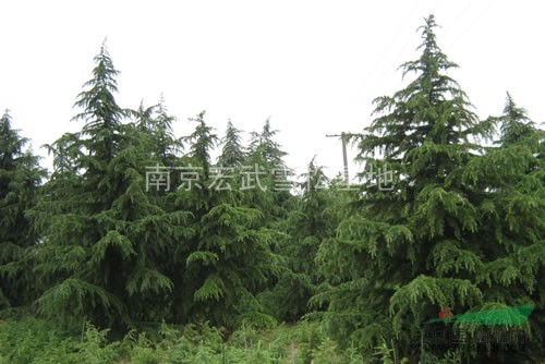 雪松價格報價，雪松的價格