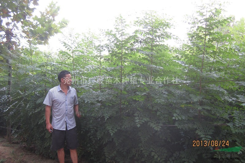 1000萬速生法桐苗 山東法桐苗 濟寧法桐苗 李營速生法桐苗