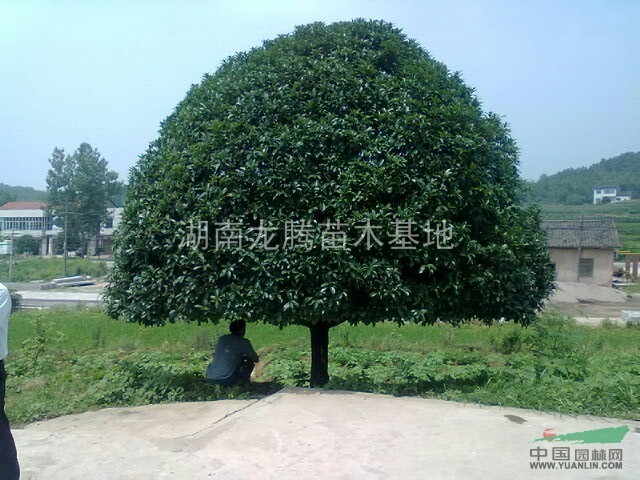 四季桂花、羅漢松、香樟、廣玉蘭、紅花繼木、杜鵑等
