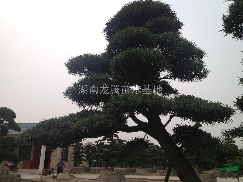 四季桂花、羅漢松、香樟、廣玉蘭、紅花繼木、杜鵑等