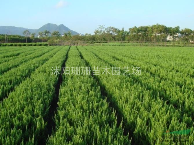 拋售200萬龍柏高50公分冠25公分