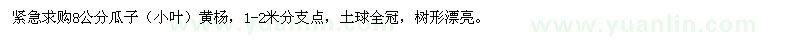 求購黃楊