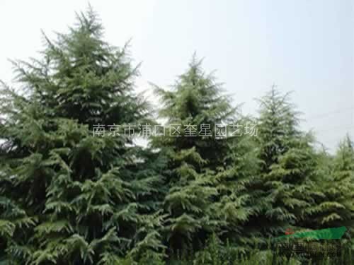 雪松實(shí)生小苗1百萬棵  各種規(guī)格雪松