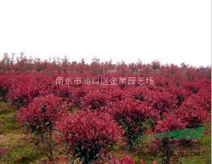 紅葉石楠球  
