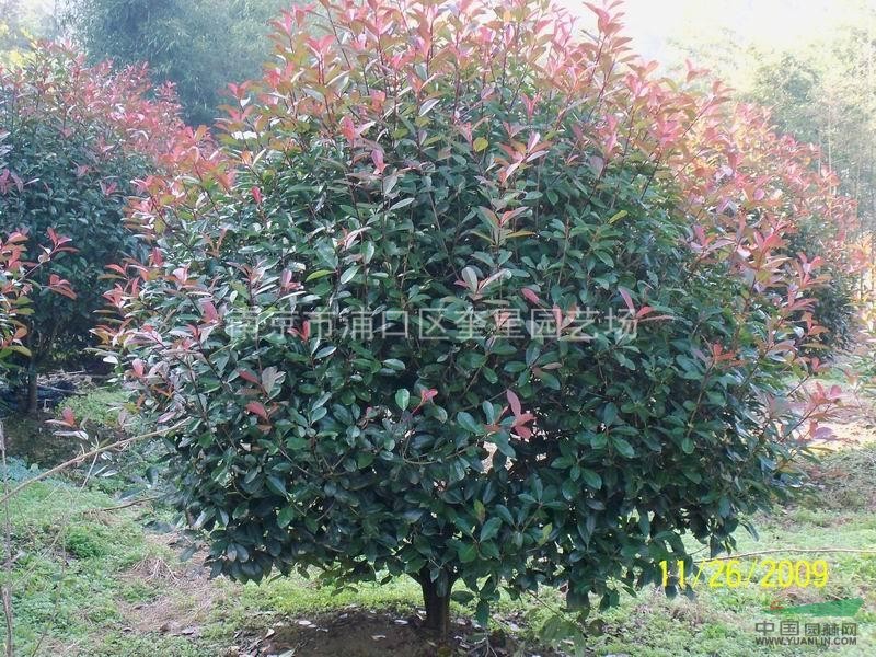紅葉石楠球  