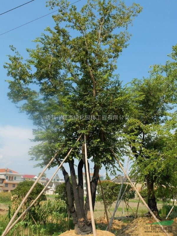 精品多桿沙樸