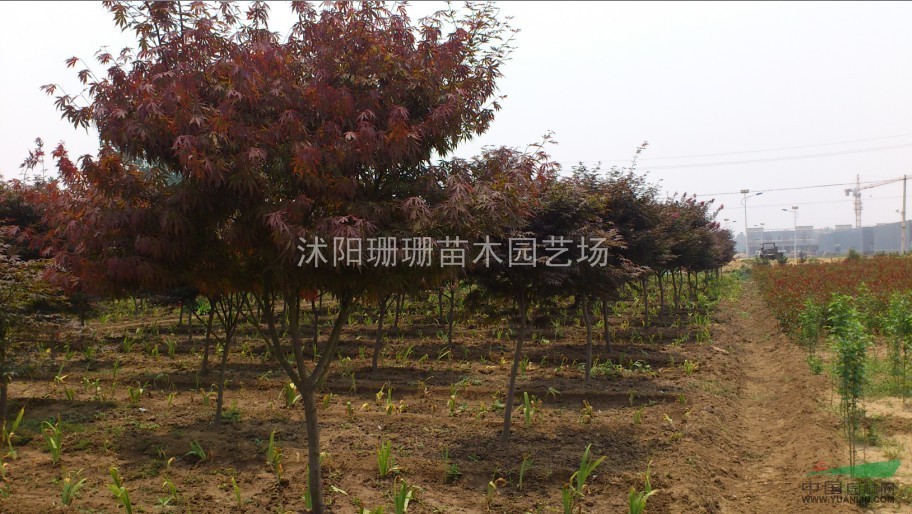 直銷5公分紅楓2000棵、基地紅楓圖片