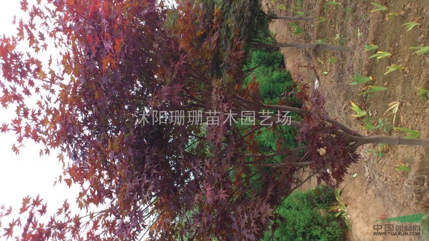 直銷5公分紅楓2000棵、基地紅楓圖片