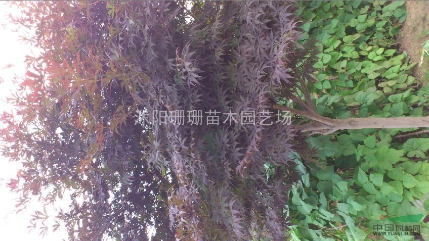 6公分紅楓價格-江蘇紅楓價格報價