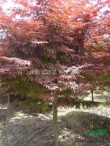 6公分紅楓價格-江蘇紅楓價格報價