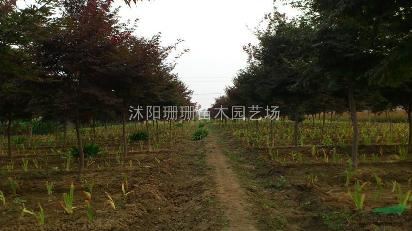 江蘇紅楓價(jià)格-基地直銷優(yōu)質(zhì)紅楓圖片