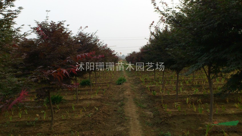 江蘇紅楓價(jià)格-基地直銷優(yōu)質(zhì)紅楓圖片