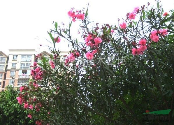 夾竹桃、紅花夾竹桃、夾竹桃苗、夾竹桃小苗