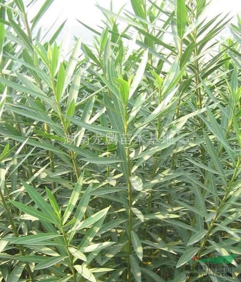 夾竹桃、紅花夾竹桃、夾竹桃苗、夾竹桃小苗