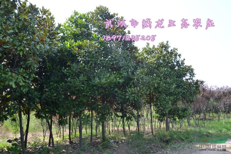 武漢地區(qū)廣玉蘭大量供應(yīng)