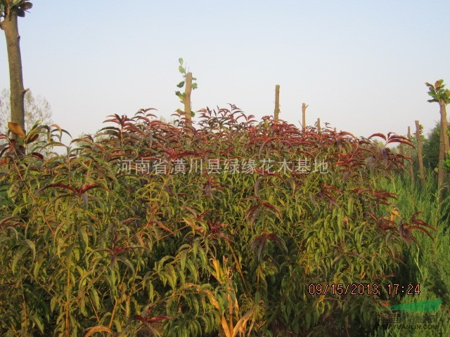 紅葉碧桃產地、紅葉碧桃規(guī)格、紅葉碧桃圖片