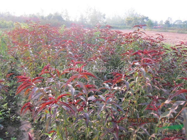 紅葉碧桃產地、紅葉碧桃規(guī)格、紅葉碧桃圖片