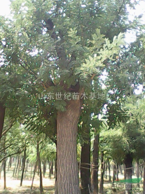 國槐苗|國槐樹|景觀國槐|綠化苗|法桐樹|垂柳樹|合歡樹|