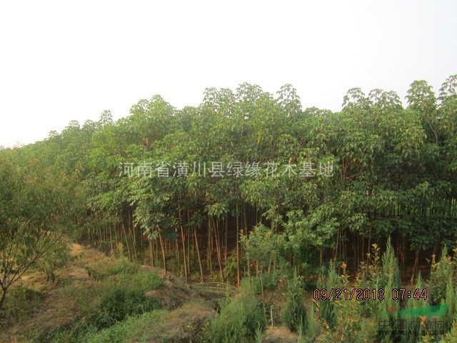 南京供應(yīng)重陽(yáng)木、4公分重陽(yáng)木價(jià)格、8公分重陽(yáng)木產(chǎn)地