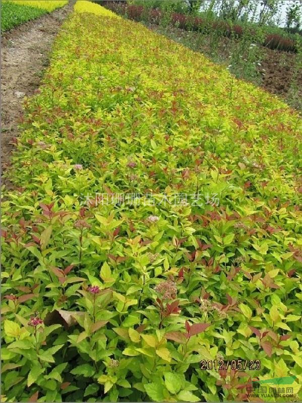 最低價(jià)瓜子黃楊.繡線菊.地柏.沙地柏.灑金柏.側(cè)柏