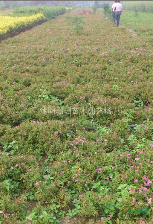 最低價(jià)瓜子黃楊.繡線菊.地柏.沙地柏.灑金柏.側(cè)柏