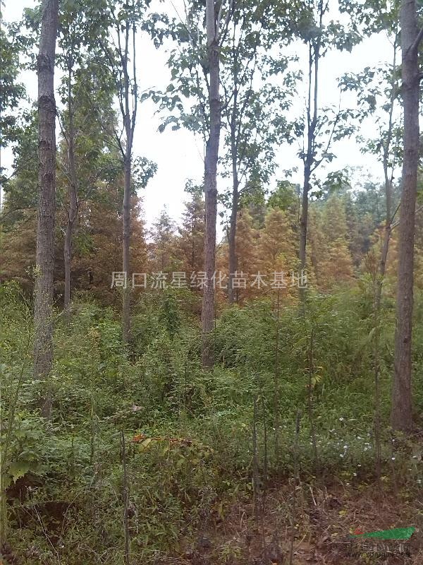 供應各種規(guī)格楸樹
