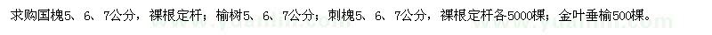 求購國槐、榆樹、刺槐、金葉垂榆