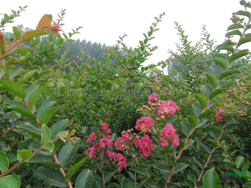 紅花紫薇行情報價\紅花紫薇圖片展示
